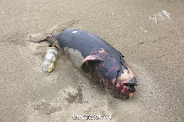 Theo người dân địa phương, việc khai thác hải sản qua mức cũng như vấn đề ô nhiễm biển đang ảnh hưởng tới cuộc sống những con cá heo. (Nguồn: CCTV)