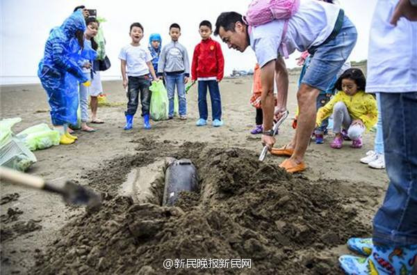 Người dân chôn cất con cá heo xấu số. (Nguồn: CCTV)