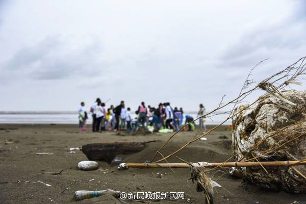 Các tổ chức bảo vệ động vật cho biết, số lượng cá heo đang giảm dần trong những năm gần đây. (Nguồn: CCTV)