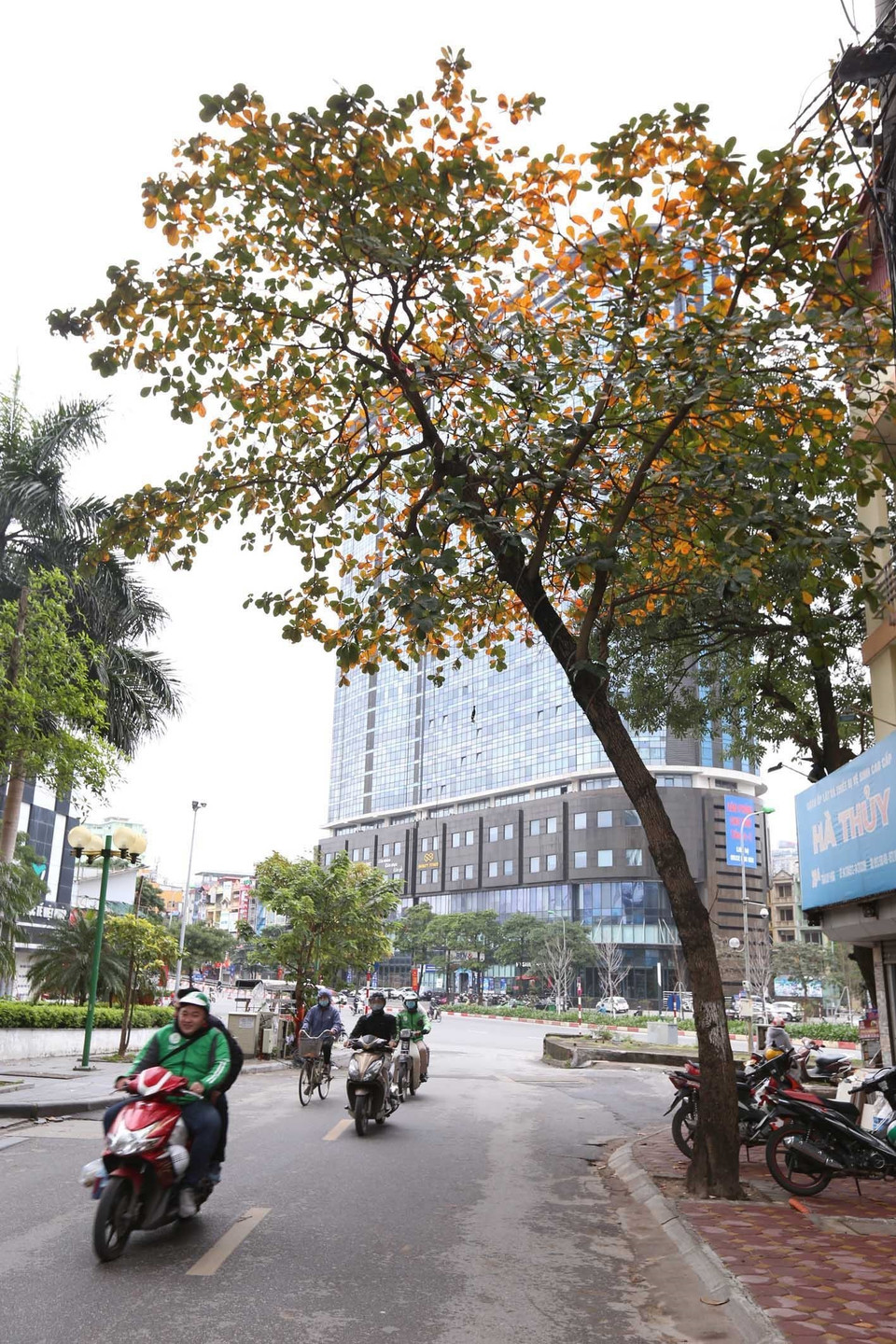 Một cây bàng đổ vàng sắc lá đầu phố Trung Kính. (Ảnh: Anh Tuấn/TTXVN)
