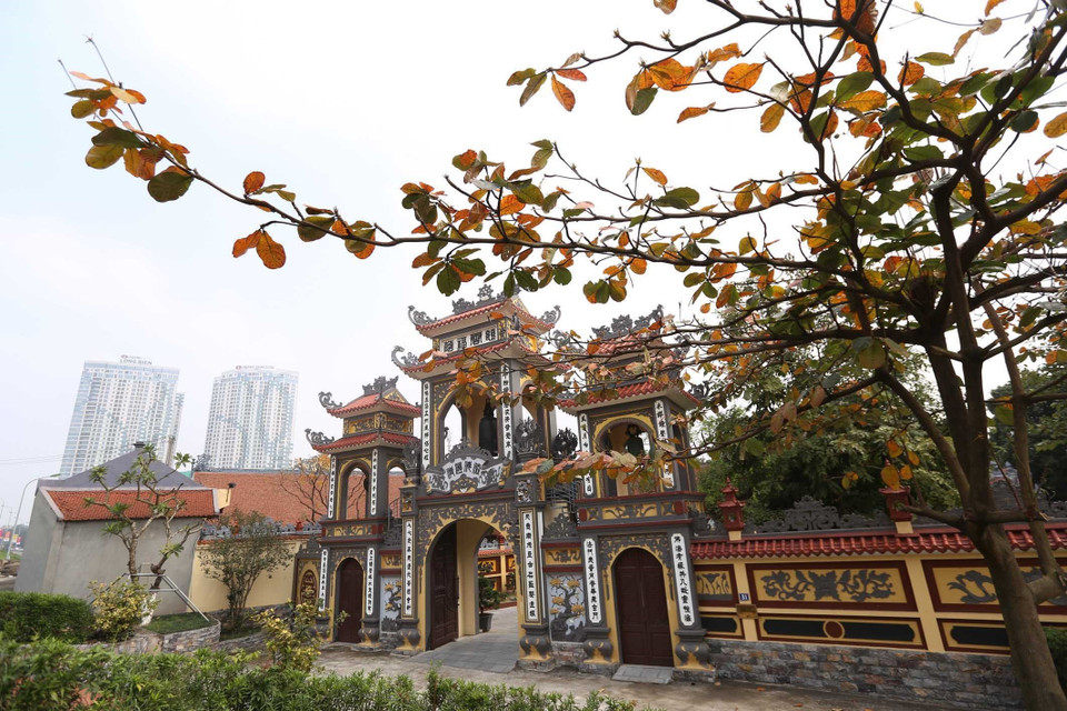 Cây bàng trước cổng chùa Ái Mộ. (Ảnh: Anh Tuấn/TTXVN)