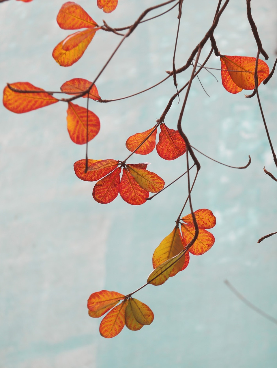 Vẻ đẹp trữ tình, như thơ, như nhạc, như họa của những chiếc lá bàng cuối mùa thay lá. (Ảnh: Anh Tuấn/TTXVN)