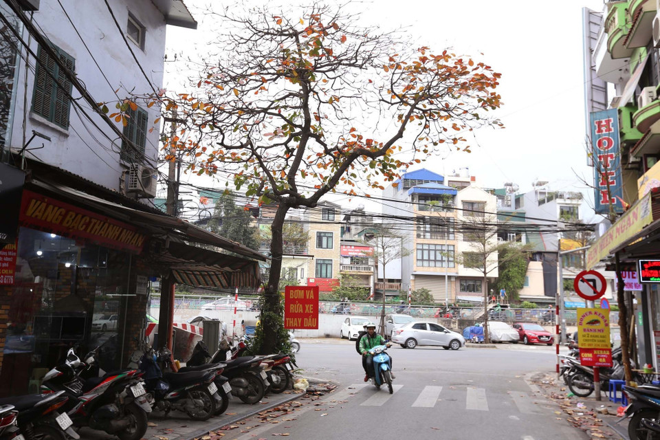 Cây bàng mồ côi góc phố Hàng Mắm đẹp như một chứng nhân của phố cổ Hà Nội. (Ảnh: Anh Tuấn/TTXVN)