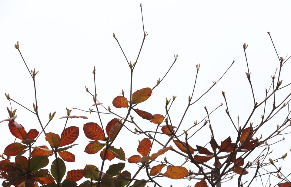 Những mầm xanh mới nhú hòa cùng những chiếc lá cũ của bàng như một bàn hòa ca của sự tiếp nối để trường tồn. (Ảnh: Anh Tuấn/TTXVN)