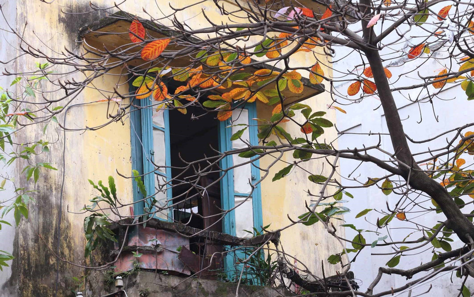 Cây bàng bên một ô cửa cũ trong ngõ Bà Triệu. (Ảnh: Anh Tuấn/TTXVN)