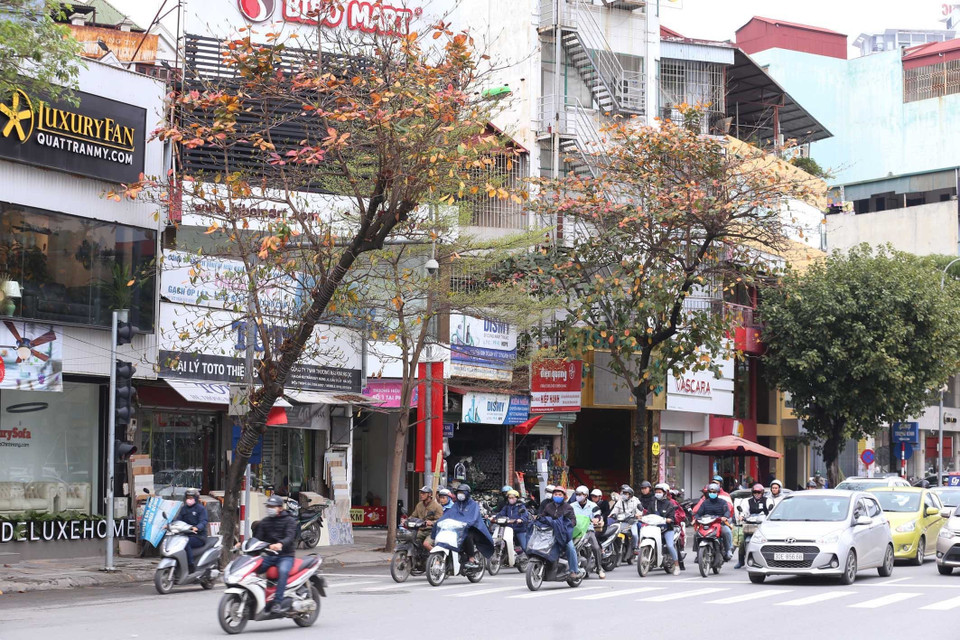 Cây bàng trên phố Trần Duy Hưng làm cho con phố thơ mộng hơn. (Ảnh: Anh Tuấn/TTXVN)