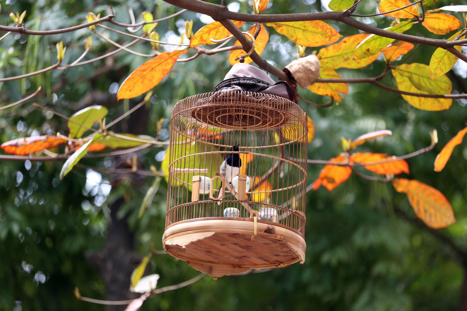  Cành bàng vàng sắc lá là nơi treo những lồng chim trông thật thơ mộng. (Ảnh: Anh Tuấn/TTXVN)