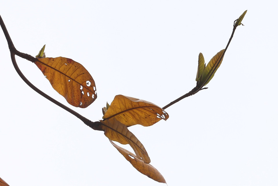 Tiếp nối. (Ảnh: Anh Tuấn/TTXVN)