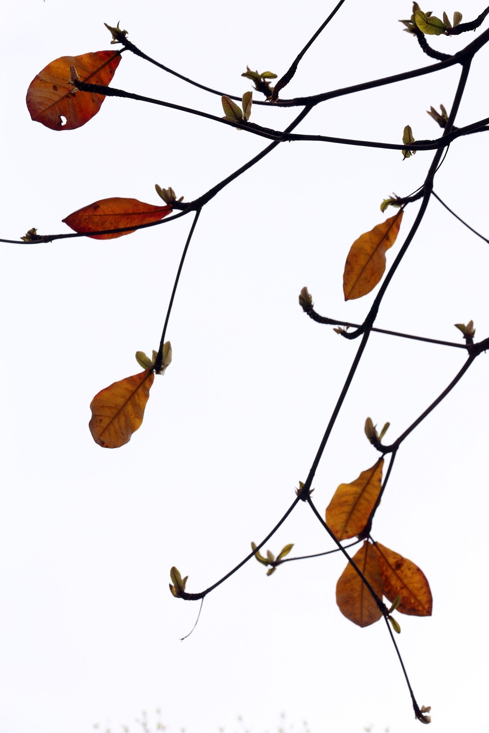 Những nốt nhạc từ những chiếc lá bàng. (Ảnh: Anh Tuấn/TTXVN)