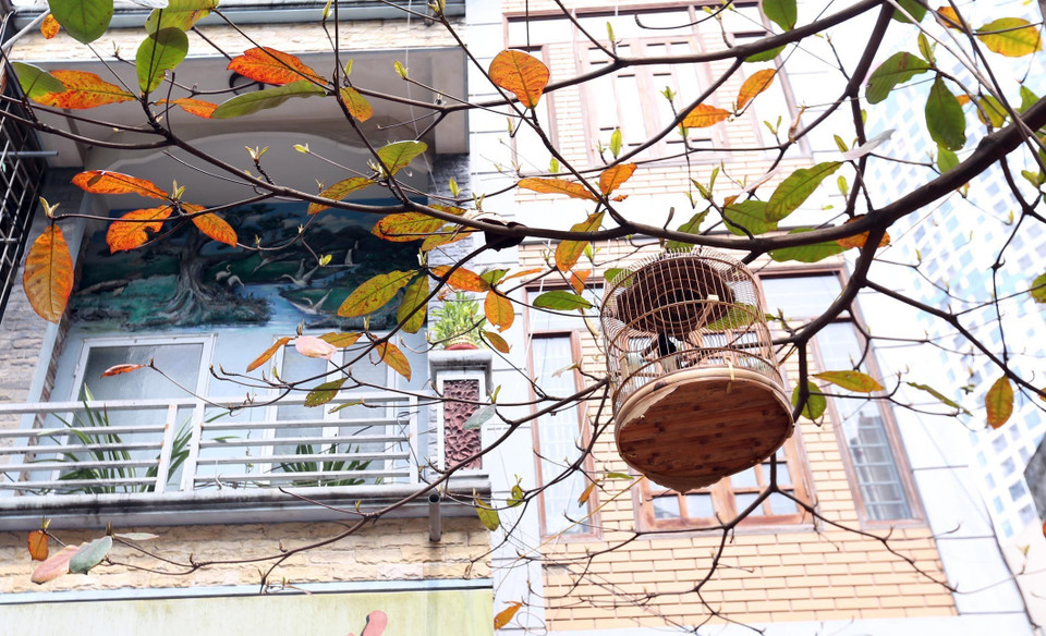  Cành bàng vàng sắc lá là nơi treo những lồng chim trông thật thơ mộng. (Ảnh: Anh Tuấn/TTXVN)