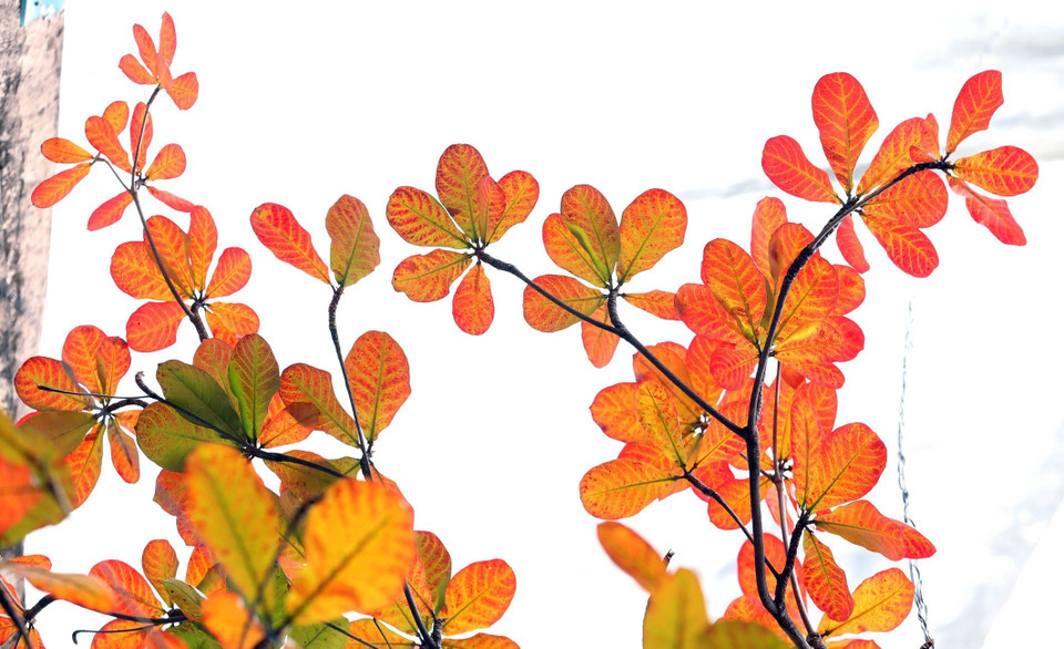 Màu thời gian. (Ảnh: Anh Tuấn/TTXVN)