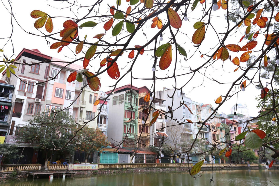 Vẻ trầm mặc của bàng bên Hồ Trung Kính. (Ảnh: Anh Tuấn/TTXVN)