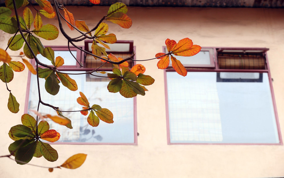 Những sắc màu lá bàng gợi cho ta những súc cảm nghệ thuật. (Ảnh: Anh Tuấn/TTXVN)