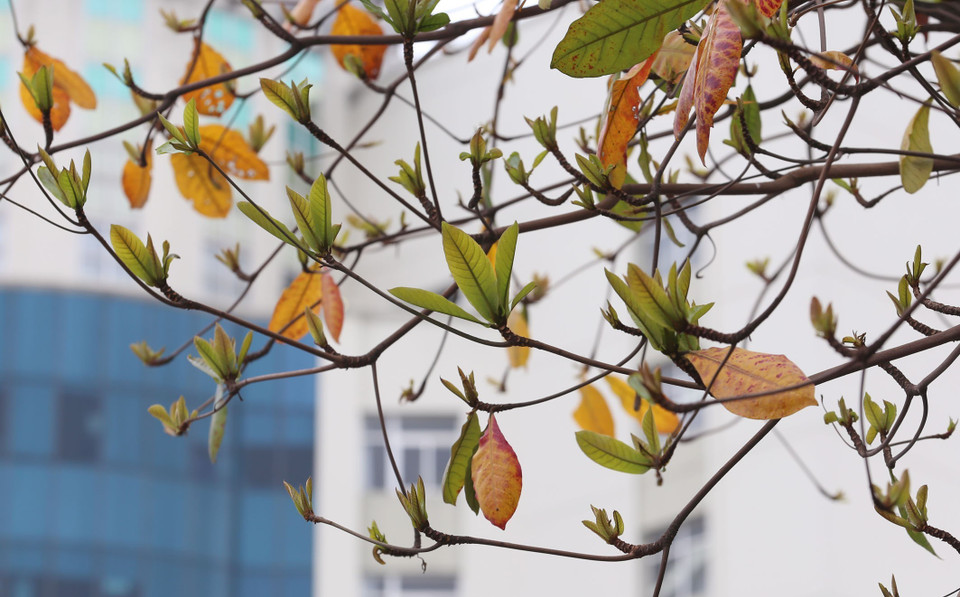 Những mầm xanh mới nhú hòa cùng những chiếc lá cũ như một bàn hòa ca của sự tiếp nối để trường tồn của bàng. (Ảnh: Anh Tuấn/TTXVN)