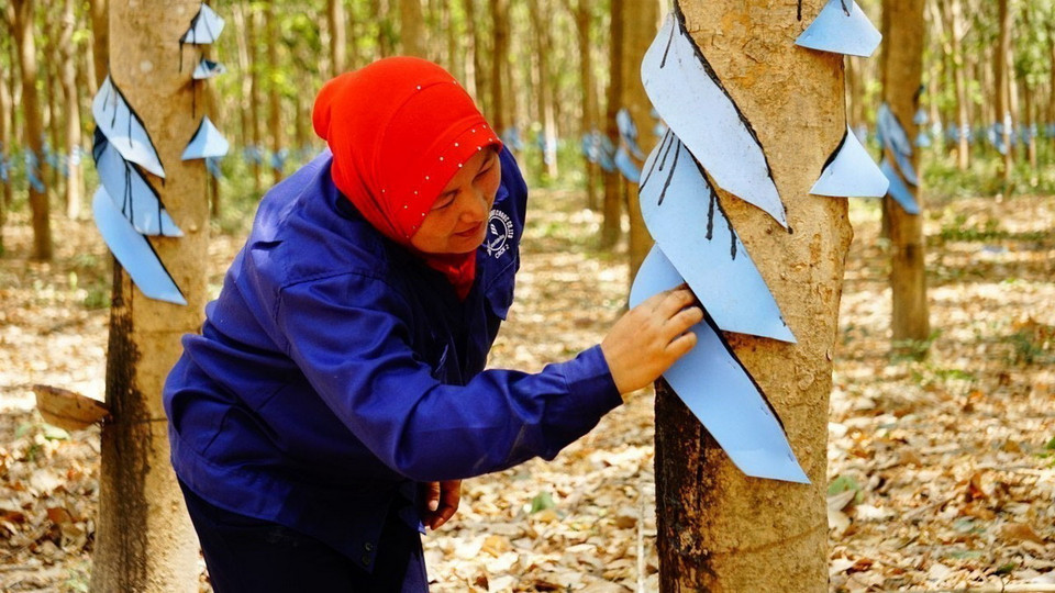 Các công ty cao su thuộc Tập đoàn Công nghiệp Cao su Việt Nam (VRG) tại Campuchia đã đưa vào khai thác vườn cao su với quy mô 22.64ha, tạo việc làm cho gần 10.000 lao động địa phương. (Ảnh: TTXVN)