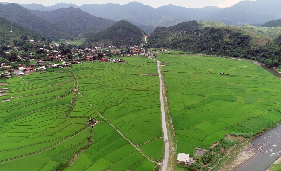 Cánh đồng lúa xanh mướt tại xã Ngọc Chiến, huyện Mường La, tỉnh Sơn La. (Ảnh: Quang Quyết/TTXVN)