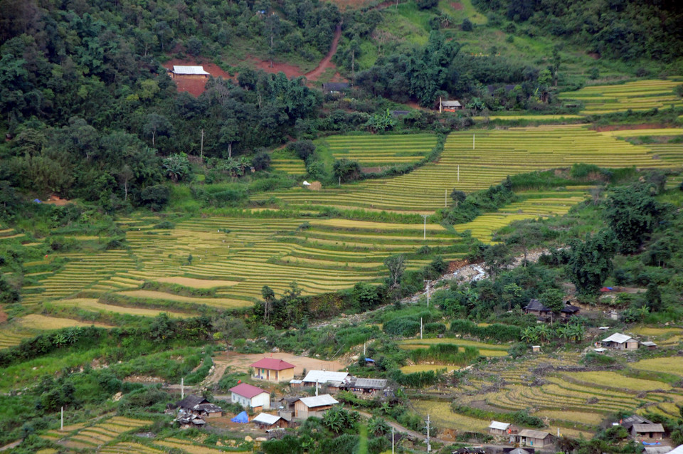 Mùa lúa chín tại xã Ngọc Chiến, huyện Mường La, tỉnh Sơn La. (Ảnh: Quang Quyết/TTXVN)