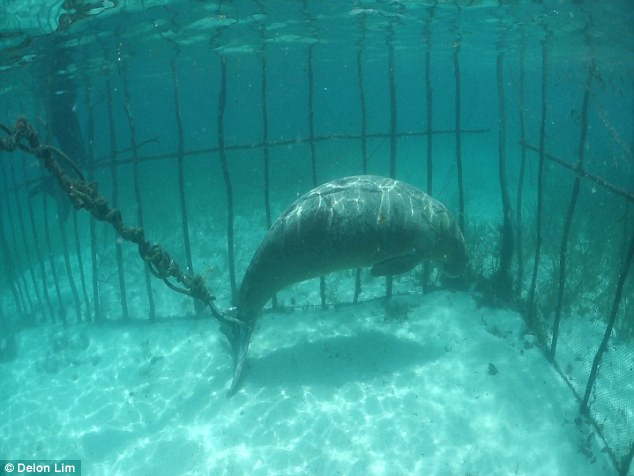 Nó còn bị nhốt trong một cái lồng. (Nguồn: Daily Mail)