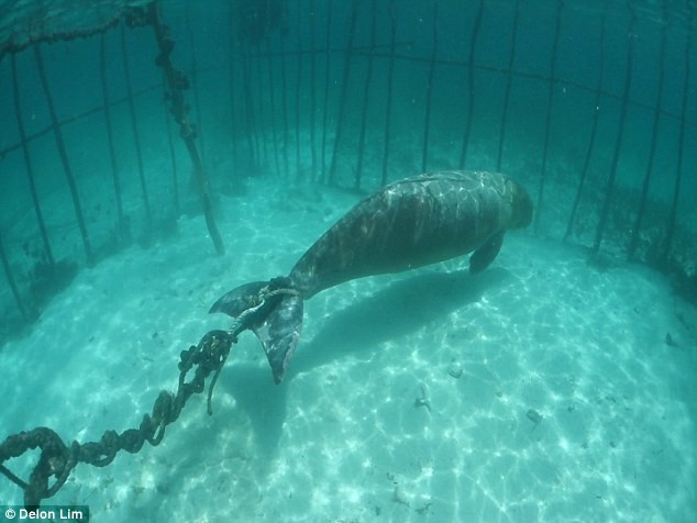 Theo ông Lim, con cá cúi bị một người dân địa phương nhốt lại để thu hút khách du lịch. (Nguồn: Daily Mail)