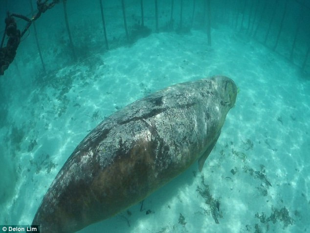 Con cá cúi bị nhốt trong lồng nhiều tuần qua. (Nguồn: Daily Mail)