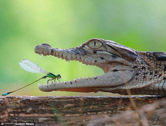 Chuồn chuồn kim liều lĩnh dường như không biết nó đang đối mặt với kẻ thù nguy hiểm đến nhường nào. (Nguồn: Solent News)