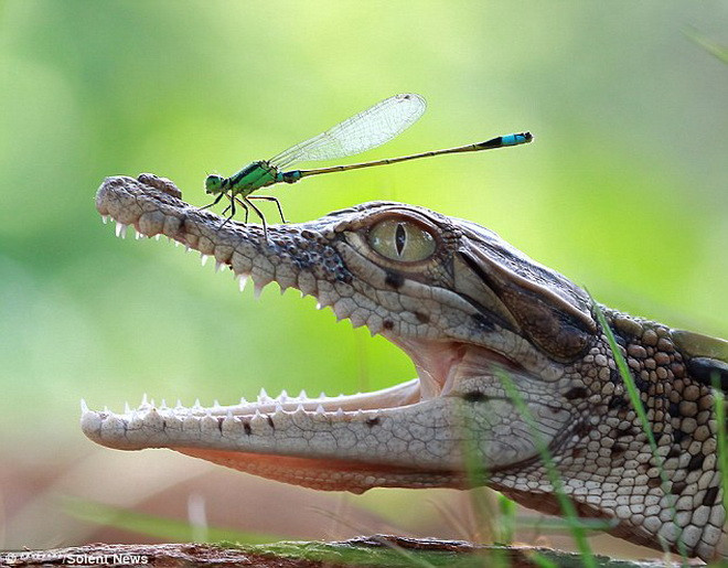 Kurit cho biết, con cá sấu hai tháng tuổi dài khoảng 30cm. (Nguồn: Solent News)