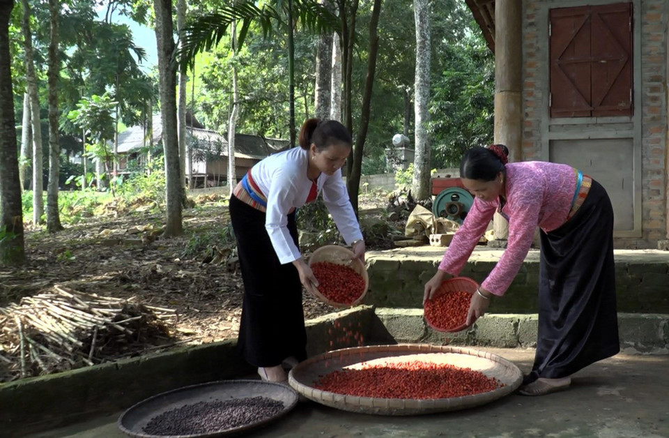Với giá bán 500.000 đồng/kg hạt dổi, các hộ gia đình có thu nhập trên 300 triệu đồng/năm. (Ảnh: Thanh Hải/TTXVN)