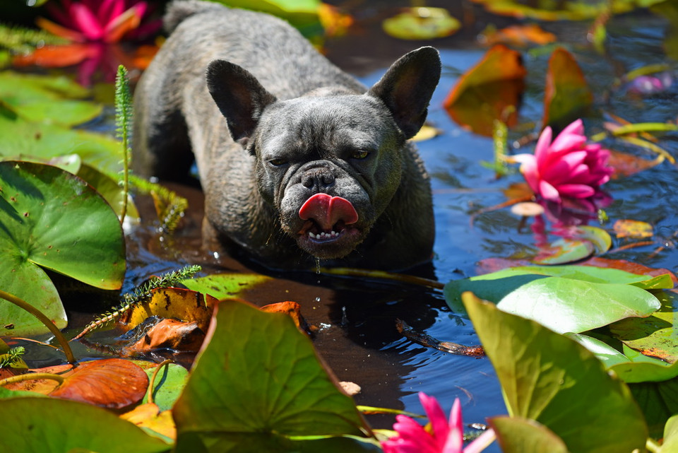 Chú chó bull sống tại Duesseldorf này có lẽ hy vọng những bông hoa súng sẽ giúp mình xóa tan vẻ dữ tợn. (Nguồn: AFP)
