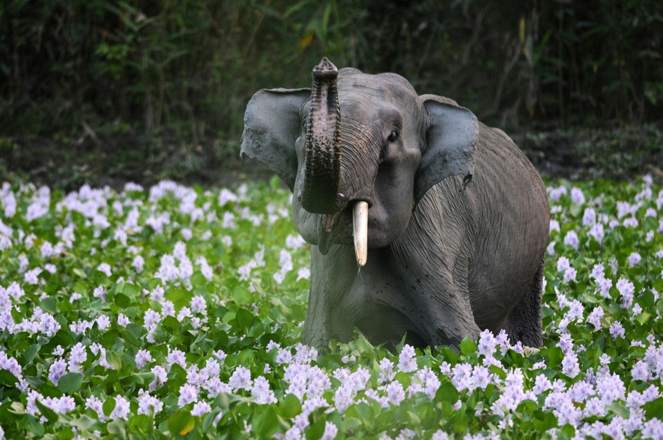 Một chú voi độc ngà hiếm thấy giữa những bông hoa tại công viên quốc gia Kaziranga, Ấn Độ. (Nguồn: AFP)