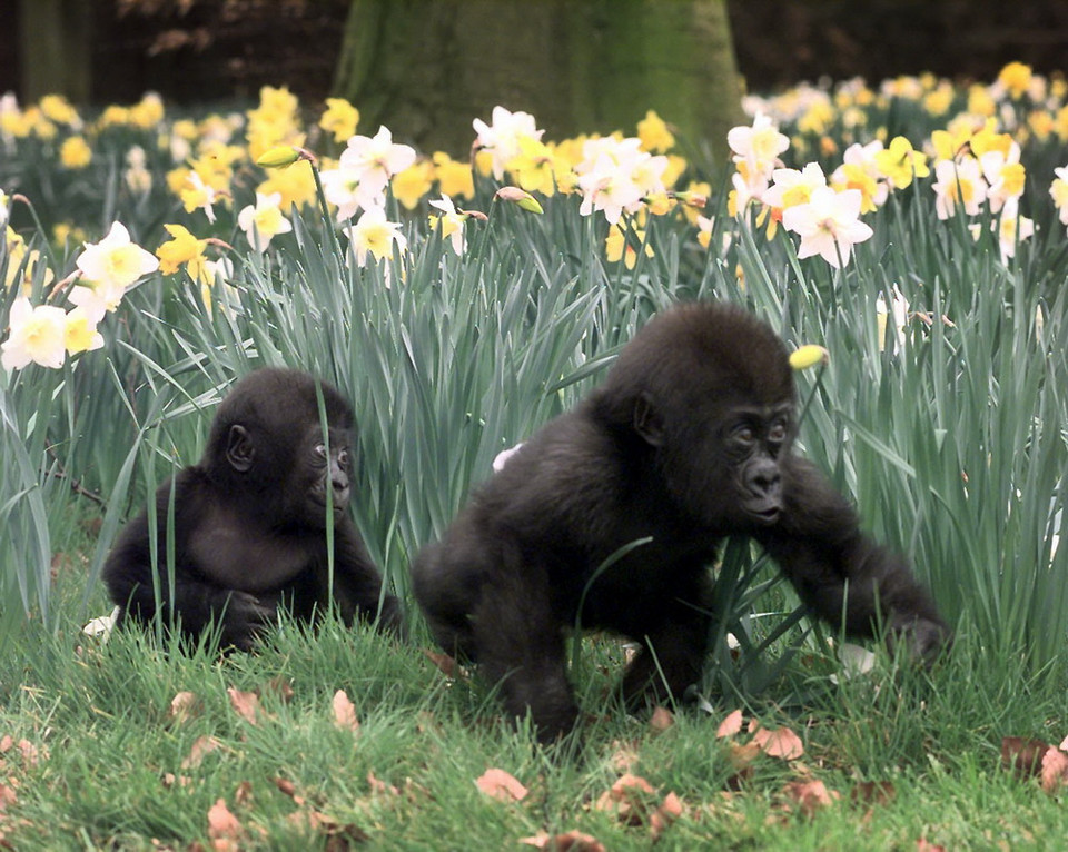 Những chú Gorillia con nhìn rất đáng yêu bên những bông hoa thủy tiên tại công viên tự nhiên Howletts, Anh. (Nguồn: AFP)