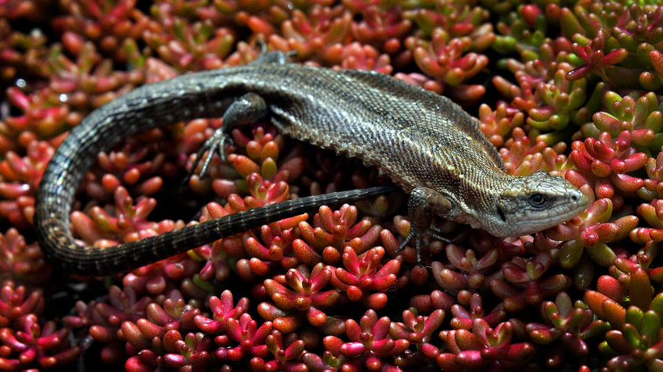 Chú thằn lằn xinh xắn trên cành hoa đá tại Moskva, Nga. (Nguồn: AFP) 