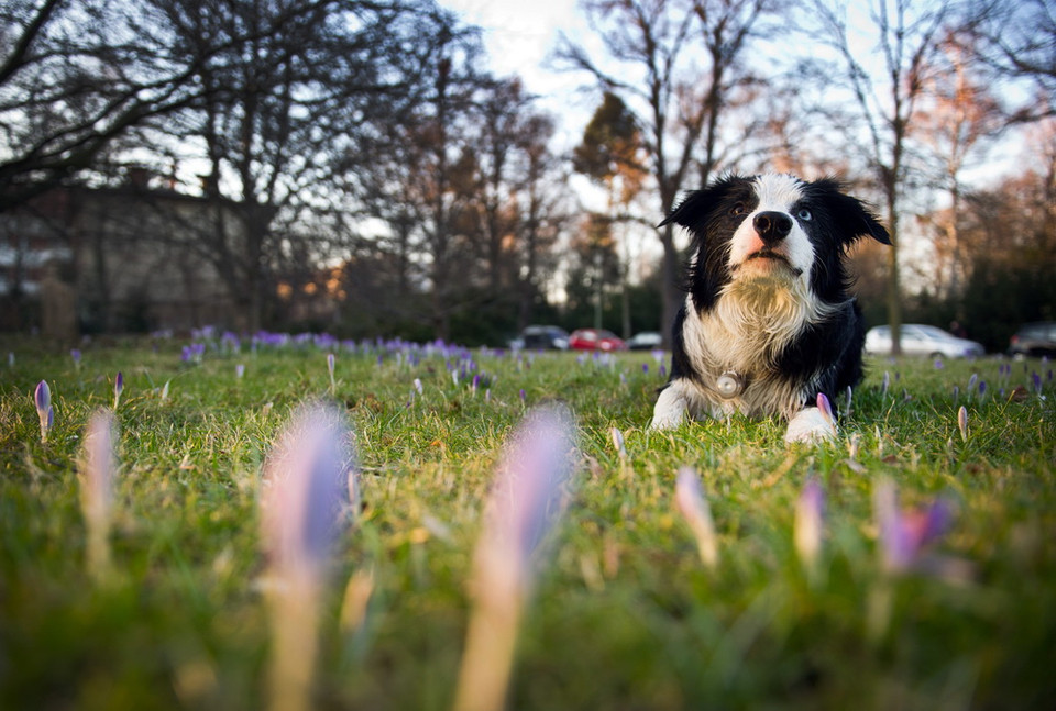 Chó nằm thảnh thơi trên bãi cỏ đầy hoa nghệ tây tại Berlin, Đức. (Nguồn: AFP)