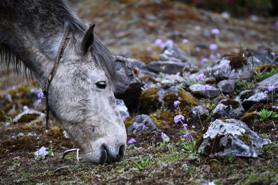 Không hiểu chú ngựa tại thị trấn Lukla của Nepal này gặm gì khi cỏ còn ít hơn hoa. (Nguồn: AFP)