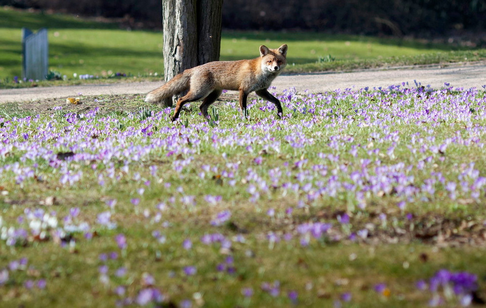 Chú cáo nhỏ trên cánh đồng hoa nghệ tây nở rộ trong công viên Palmengarten tại Frankfurt/Main, Đức. (Nguồn: AFP)