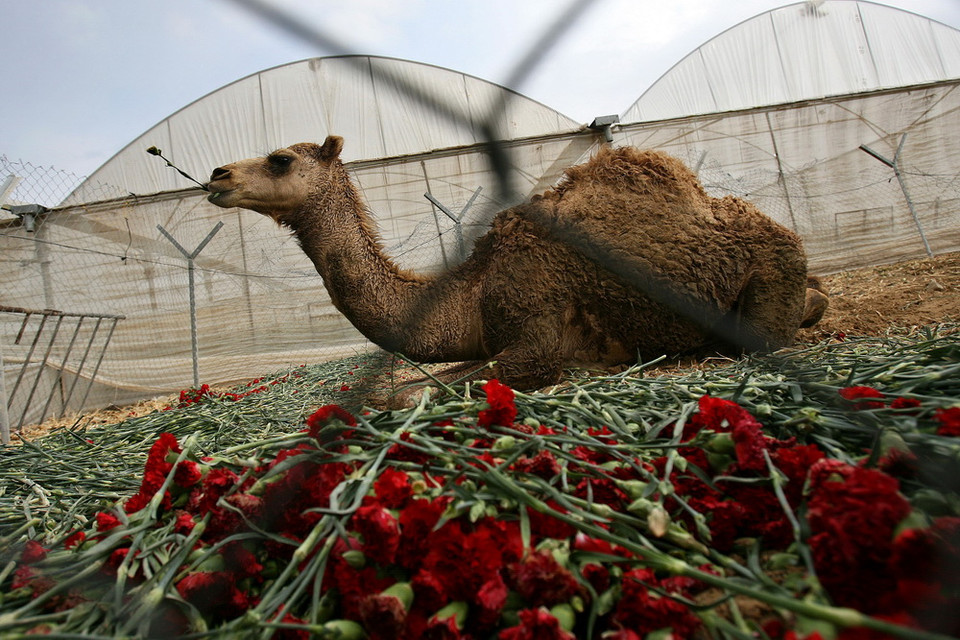 Lạc đà thảnh thơi giữa biển hoa cẩm chướng đỏ vừa để nằm cho êm, vừa làm thức ăn. (Nguồn: AFP)