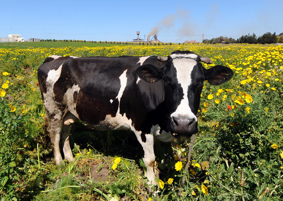 Những chú bò có vẻ rất thích ăn hoa, kể cả chú bò ở Tunisia này. (Nguồn: AFP)