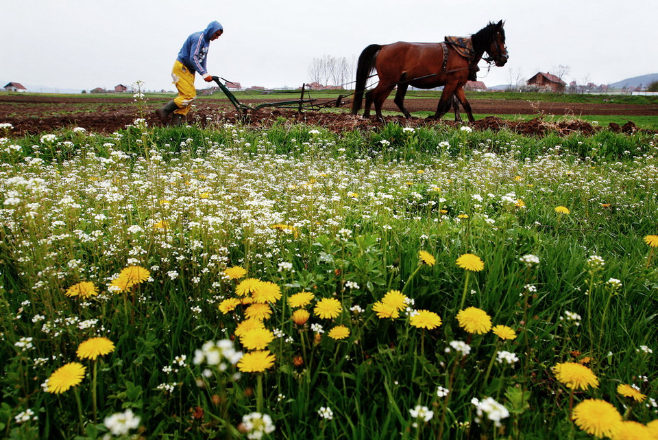Chú ngựa này cũng đứng trong một cánh đồng đầy hoa tại Kosovo, nhưng không phải nghỉ ngơi, mà là để làm việc. (Nguồn: AFP)