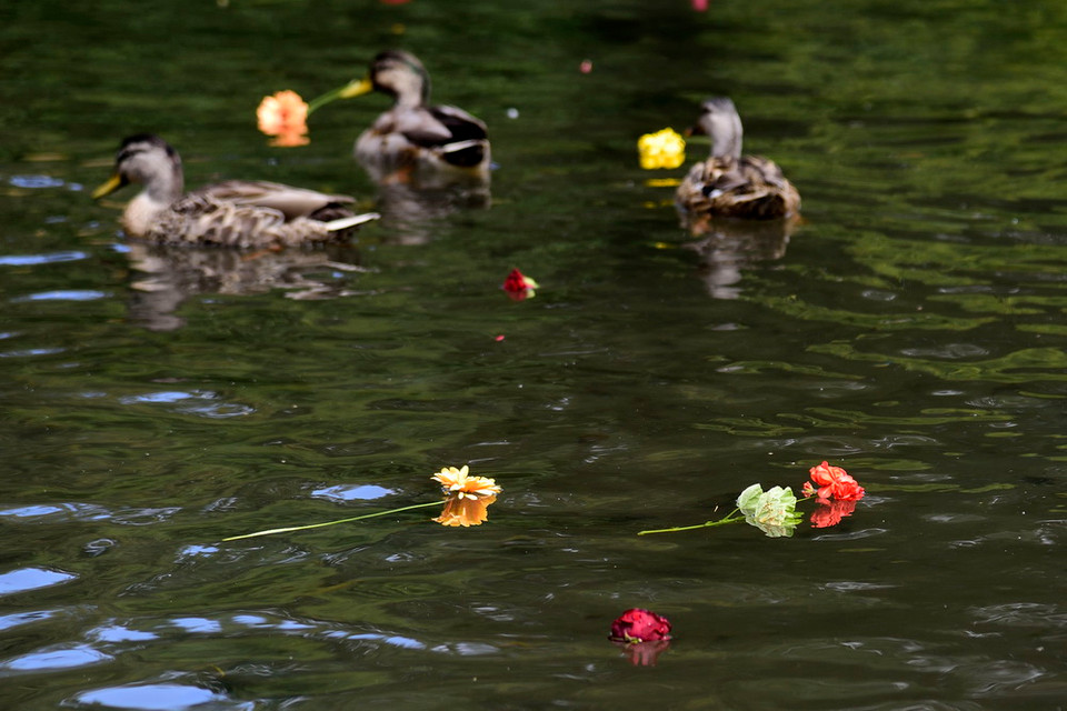Vịt bơi lội giữa những cánh hoa trên sông Avon, New Zealand. (Nguồn: AFP)