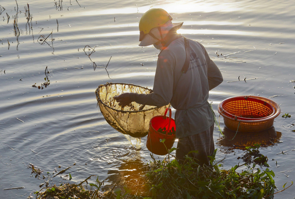 Người dân Hậu Giang giăng lưới bắt cá trên đồng mùa nước nổi. (Ảnh: Duy Khương/TTXVN)