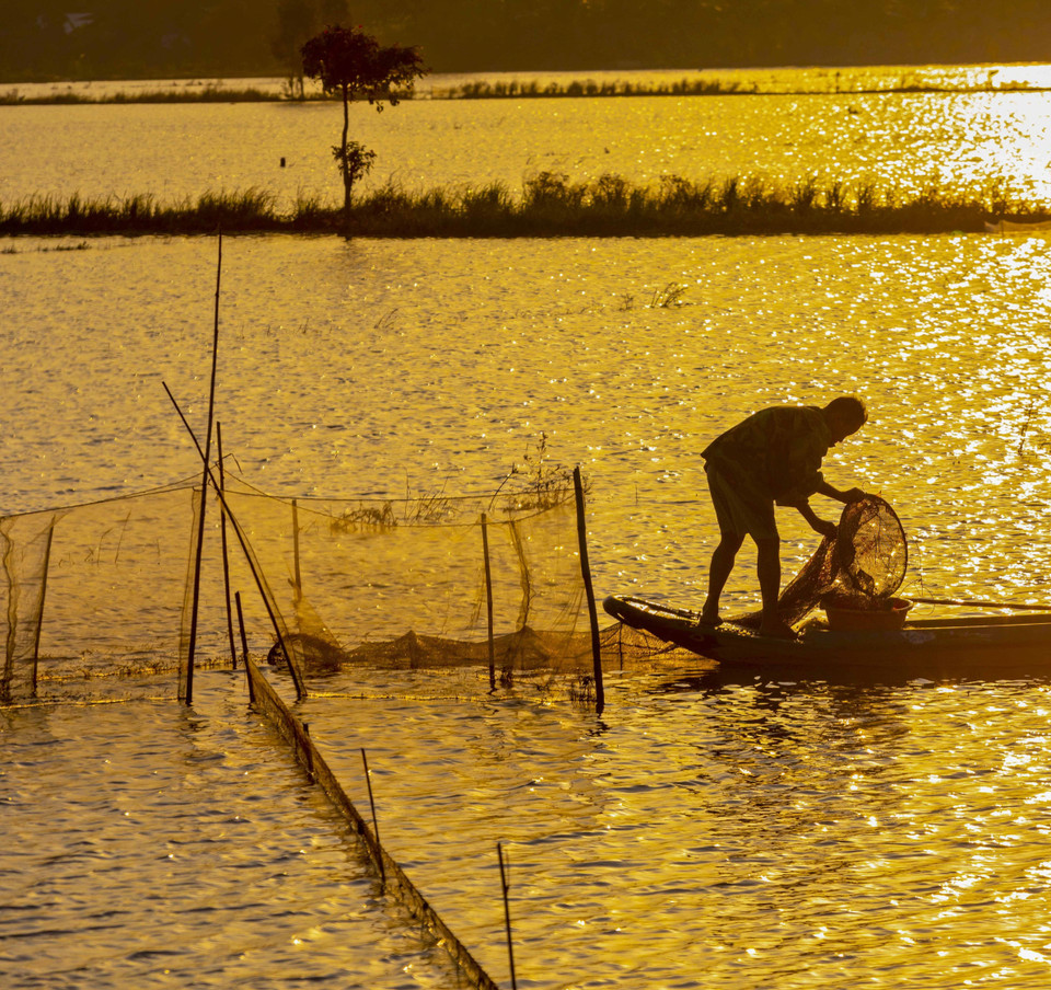 Người dân Hậu Giang bắt cá trên những cánh đồng ngập nước. (Ảnh: Duy Khương/TTXVN)