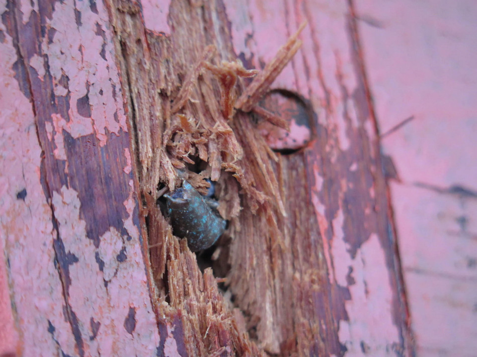 Thân tàu bị thủng do đạn bắn. (Ảnh: Sỹ Thắng/TTXVN)