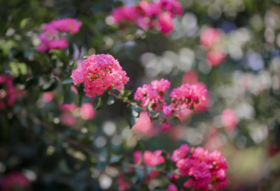 Hoa tường vy - hay còn gọi là bằng lăng xẻ, được du nhập vào Việt Nam và nhiều người gọi thành 'hoa tường vy, hoa tử vy,' do đó thường bị nhầm lẫn với hoa hồng leo tường vy (thuộc họ hoa hồng). Ngoài ra, loài cây này còn được gọi với các tên khác như: Bá tử kinh, bách nhật hồng. (Ảnh: Minh Hiếu/Vietnam+)