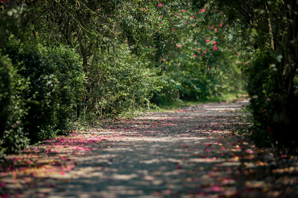 Không chỉ đẹp mà khi bước đi trên con đường này ta cảm nhận được sự thư thái như bước vào một khu vườn với không gian xanh, sự yên tĩnh và mát mẻ bên cạnh cái nắng oi ả của ngày Hè... (Ảnh: Minh Hiếu/Vietnam+)