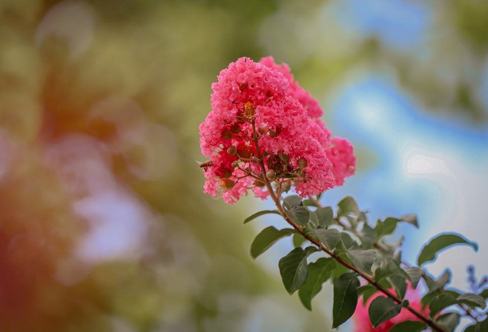 Dù mọc thành từng chùm lớn, hướng lên cao và liên tục nở hoa giữa cái nắng nóng gay gắt của mùa Hè, ấy thế nhưng những đóa hoa tường vy lại vô cùng mong manh. (Ảnh: Minh Hiếu/Vietnam+)