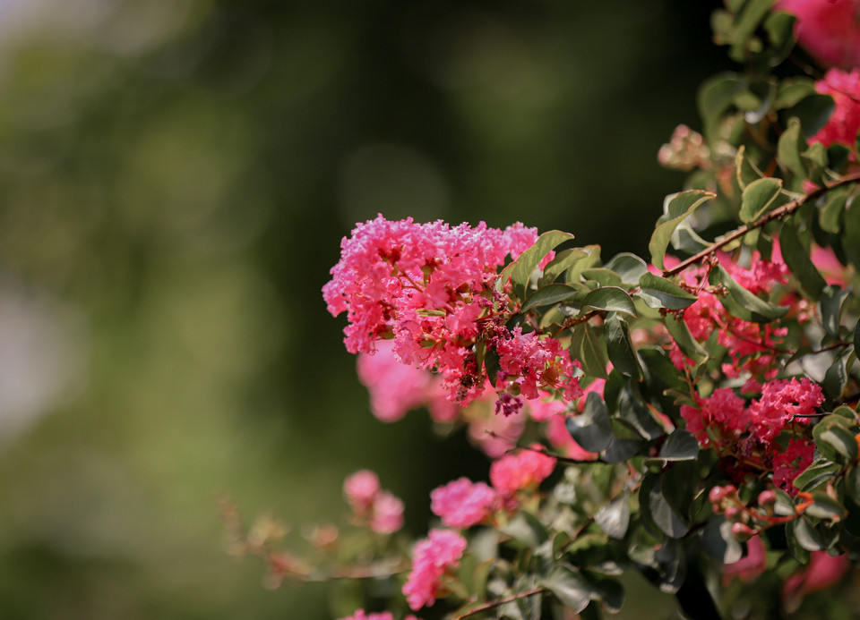 Người ta luôn miêu tả hoa tường vy có vẻ đẹp kiêu sa, đằm thắm nhưng luôn tạo cho người ngắm cảm giác bông hoa đó đang buồn... (Ảnh: Minh Hiếu/Vietnam+)