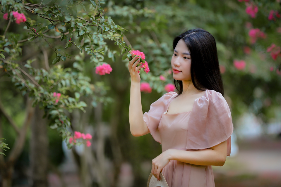 Hoa tường vy có nhiều màu: Tường vy đỏ mang ý nghĩa khao khát mong muốn thể hiện yêu thương đối với ai đó; tường vy trắng thì lại thể hiện tình yêu trong sáng, tinh khôi; còn tường vy hồng lại thay lời tỏ tình lãng mạn và dịu êm... (Ảnh: Minh Hiếu/Vietnam+)