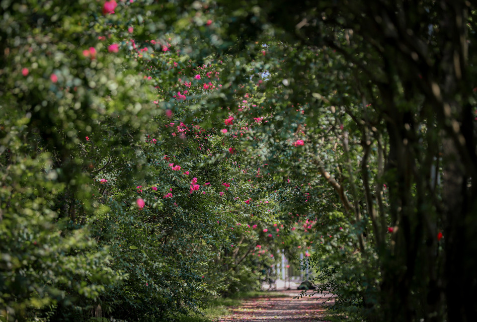 Hà Nội những ngày này có nắng nhẹ, xuyên vào con đường hoa tường vy tạo nên những góc hình vô cùng đẹp mắt. (Ảnh: Minh Hiếu/Vietnam+)