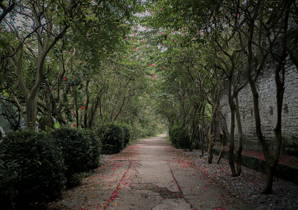 Theo ông Đào Mạnh Hùng, chủ công viên, con đường hoa tường vy kéo dài khoảng 200 mét với 100 cây từ 13 đến 15 tuổi. (Ảnh: Minh Hiếu/Vietnam+)