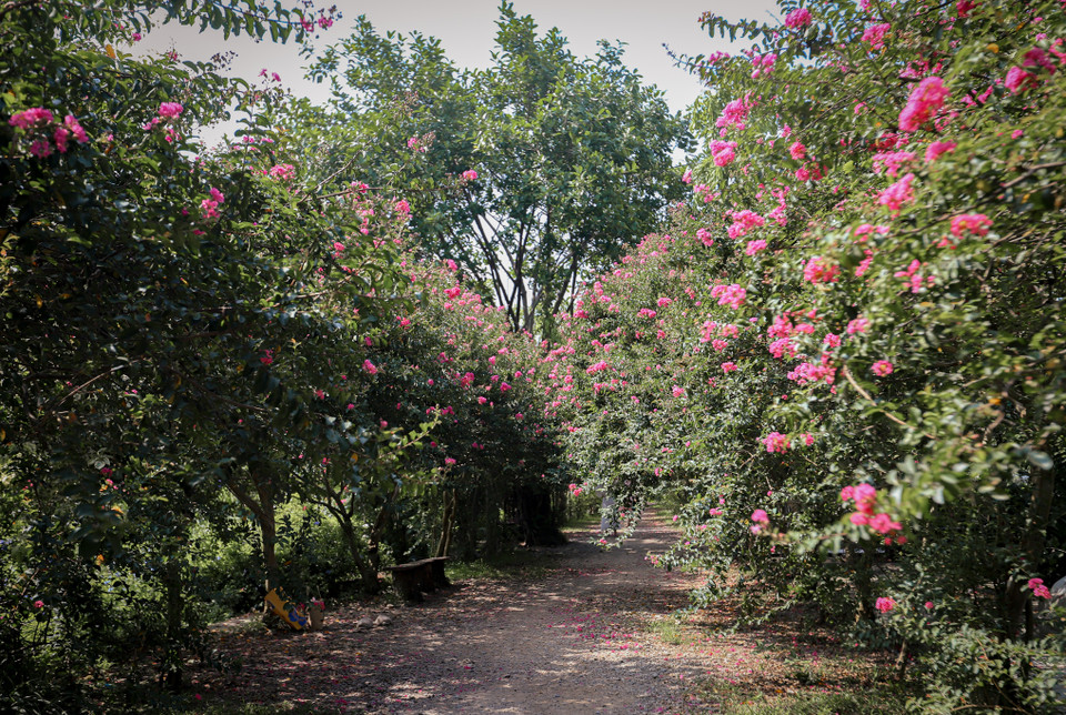 Những ngày này, có một con đường trải dài những bông hoa tường vy mang sắc hồng thắm thu hút rất nhiều du khách đến thăm quan, chụp ảnh. (Ảnh: Minh Hiếu/Vietnnam+)
