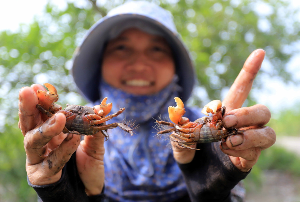 Khi bắt cáy người dân chỉ chọn những con to, mẩy đạt kích cỡ để chế biến, những con cáy nhỏ được họ thả lại tự nhiên. (Ảnh: Thế Duyệt/TTXVN)